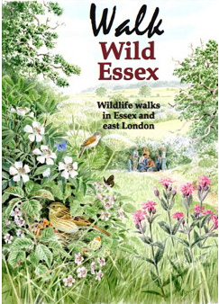 The Butterflies of Essex: cover illustration by David Corke